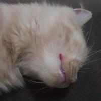 cat-lovers-kaskus-read-page-1-first---part-5