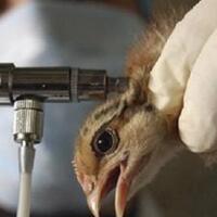 735-itik-milik-peternak-di-desa-sekarwangi-terjangkit-flu-burung