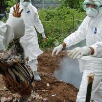 terjangkit-virus-flu-burung-ratusan-itik-di-kabupaten-bandung-dimusnahkan