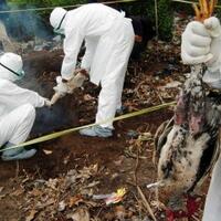 memasuki-peralihan-musim-peternak-unggas-diminta-lebih-waspada