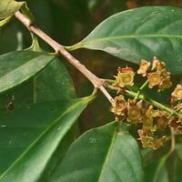 manfaat-daun-salam-bagi-kesehatan-obati-maag-hingga-diare