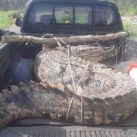 arkoni-tewas-dimangsa-buaya-organ-tubuhnya-ditemukan-di-pinggir-sungai-muara-limau