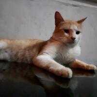 official-lounge-samsung-galaxy-a5-lte---with-beautifully-metal-bodyquot-v