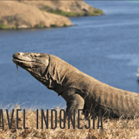 destinasi-wisata-di-pulau-komodo