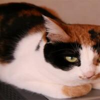 kucing-tiga-warna-jantan-berharga-30-juta-yen-di-jepang