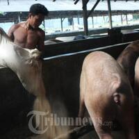 persoalan-ternak-babi-di-dam-duriangkang-jadi-perhatian-kementerian-lingkungan-hidup