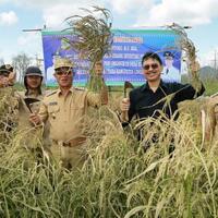 jempol-sukses-panen-padi-organik-perdana-di-lingga