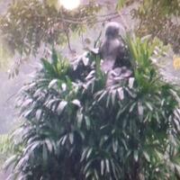 sambut-raja-salman-foto-telanjang-patung-naga-di-istana-bogor-ditutupi-tanaman