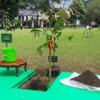 raja-salman-tanam-pohon-ulin-di-istana-bogor