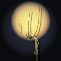 bambu-kurung-lam-jalallah-ini-dimaharkan-rp-33-juta