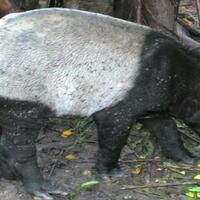 ksda-provinsi-riau-lepaskan-tapir-ke-habitat-aslinya