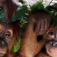 tujuh-orangutan-ini-kembali-menikmati-kebebasannya-hidup-di-hutan-kutai-timur