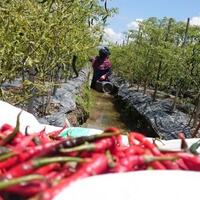 darmin-nasution-harga-pangan-di-bulan-maret-aman