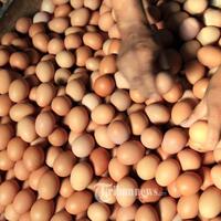 harga-telur-terjun-bebas-peternak-blitar-merana
