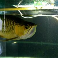 arowana--new-thread----part-1