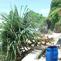 tertimpa-pohon-pandan-tumbang-tulang-belakang-wisatawan-retak