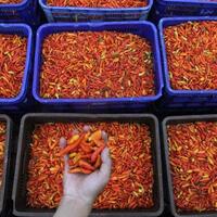 enam-perusahaan-diduga-terlibat-kartel-monopoli-cabai