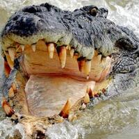 kaki-amin-diterkam-buaya-yang-dapur-rumahnya-begini-ceritanya