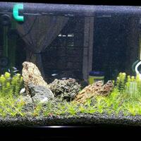 aquascape-for-everyone-learning-and-sharing---part-2