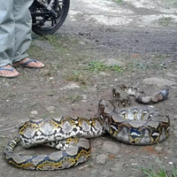 temuan-ular-piton-di-bawah-tempat-tidur-gegerkan-warga-bogor