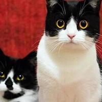 polisi-tangkap-pemerkosa-21-ekor-kucing