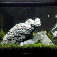 aquascape-for-everyone-learning-and-sharing---part-2