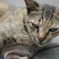 new-pendopo-sony-alpha---part-1