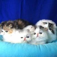 exclusive-blak-blakan-dengan-andrew-quotmiminquot-darwis-sang-pendiri-kaskus