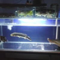 sharing-seputar-ikan-predator-ikan-buas---part-3