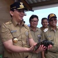 politikus-golkar-akui-ahok-sebut-surat-al-maidah-di-kepulauan-seribu