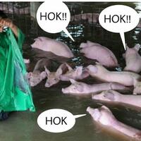 masyarakat-diminta-hati-hati-konsumsi-daging-babi