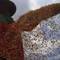 menteri-andi-sebut-jual-gabah-ke-bulog-bikin-petani-terhindar-dari-kerugian