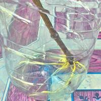 kampung-anggur----part-3