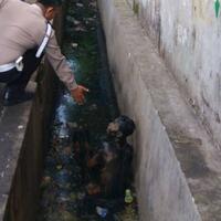 dikira-biawak-supeno-mandi-limbah-di-selokan-tanpa-busana