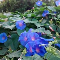 yang-suka-morning-glory-gabung-yuk---part-1