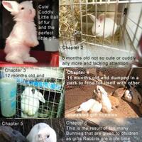 rcc-rabbit-lover---part-3