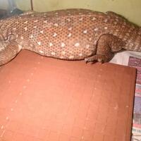 savannah-monitor-lovers-new-home