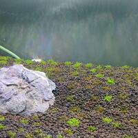 aquascape-for-everyone-learning-and-sharing---part-3