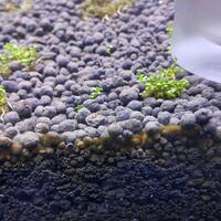 aquascape-for-everyone-learning-and-sharing---part-3