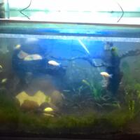 aquascape-for-everyone-learning-and-sharing---part-3
