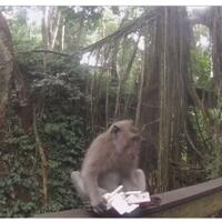 monyet-anti-rokok-hancurkan-sebungkus-kretek-milik-turis