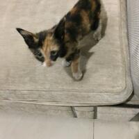 thread-hibah-adopsi-peliharaan-dan-kehilangan---part-3