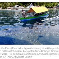 terjerat-sero-nelayan-konawe-hiu-paus-berhasil-dilepas