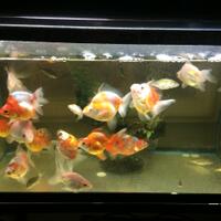 maskoki-ngomongin-semuanya-ttg-maskoki-yuk---part-5