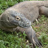 di-jakarta-dimana-bisa-lihat-naga-komodo