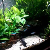 aquascape-for-everyone-learning-and-sharing---part-3