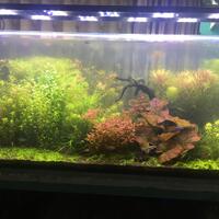 aquascape-for-everyone-learning-and-sharing---part-3