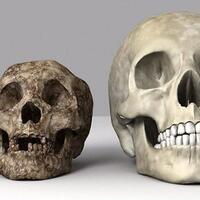 suku-mante-pernah-ditemukan-tewas-terjerat-perangkap-badak-di-leuser