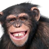 ternyata-simpanse-jalankan-ritual-kematian-video