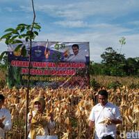 panen-jagung-di-pandeglang-mentan-ri-bisa-ekspor-ke-malaysia